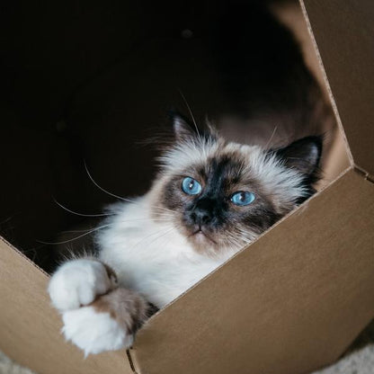 CASA PARA GATOS MODELO GOTA DE AGUA